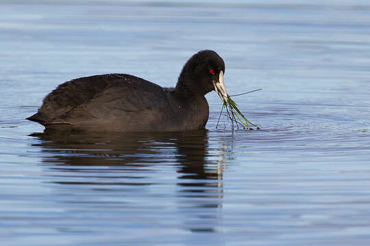 Image of Common Coot