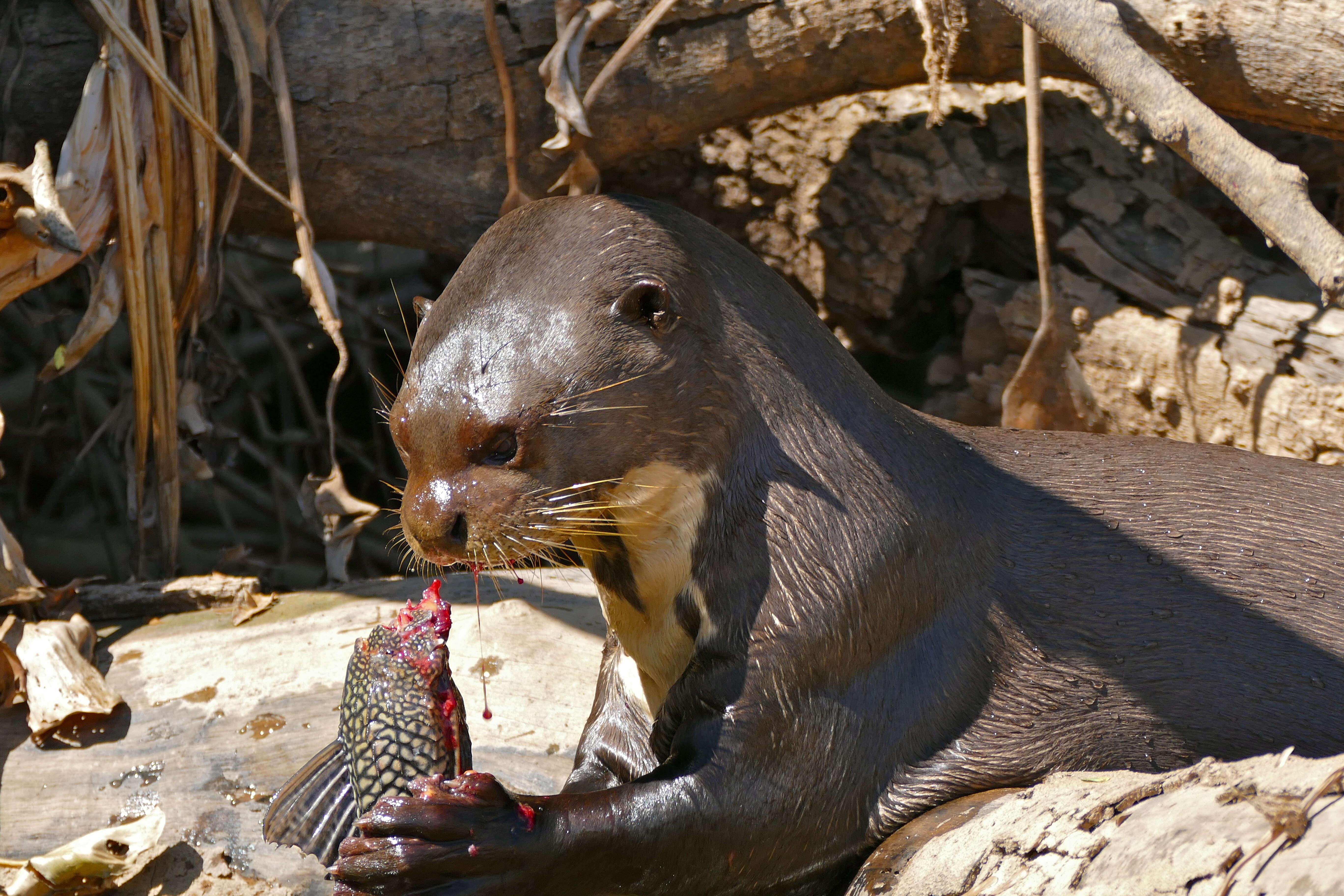 Image of giant otter