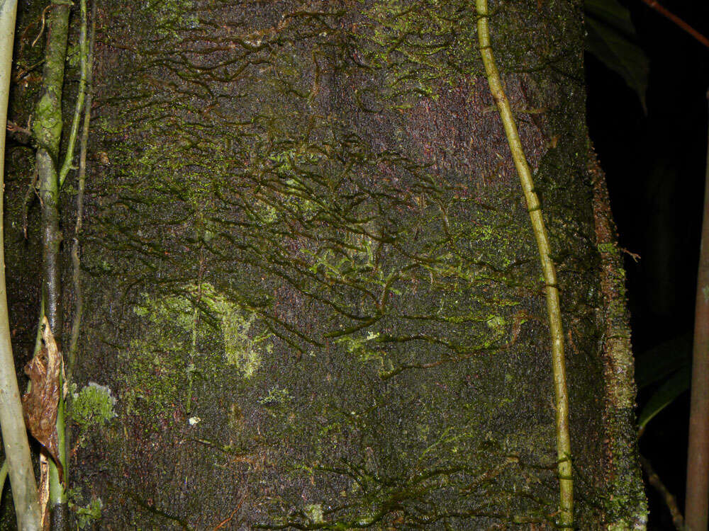 Image of Styrax glabratus Schott