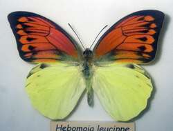 Image of Hebomoia