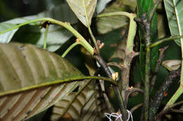 Imagem de Eberhardtia aurata (Pierre ex Dubard) Lecomte