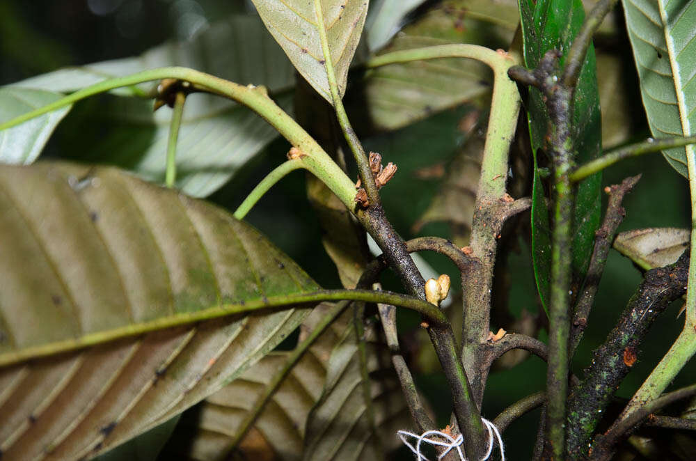 Eberhardtia aurata (Pierre ex Dubard) Lecomte的圖片