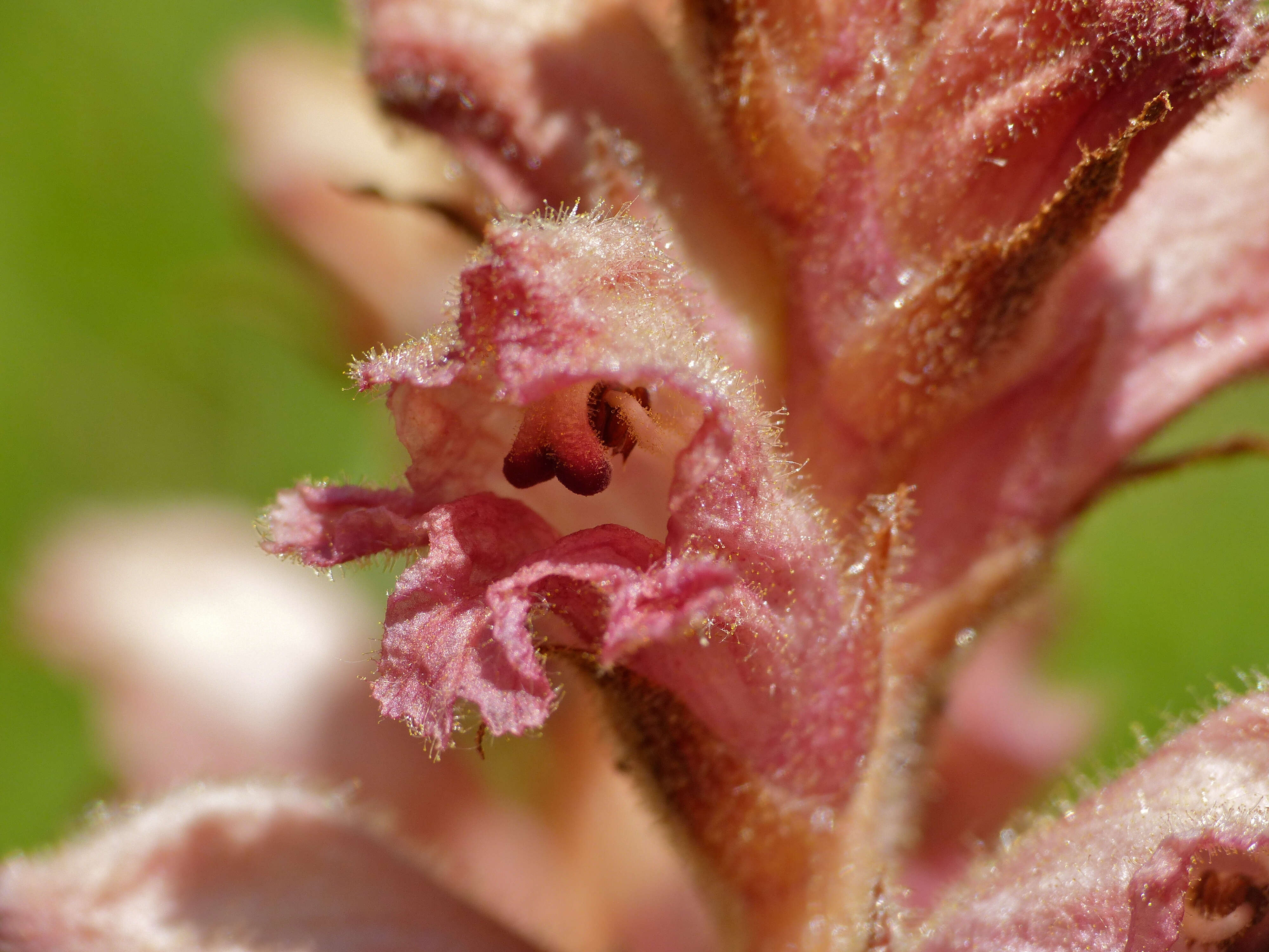 Image of broomrape