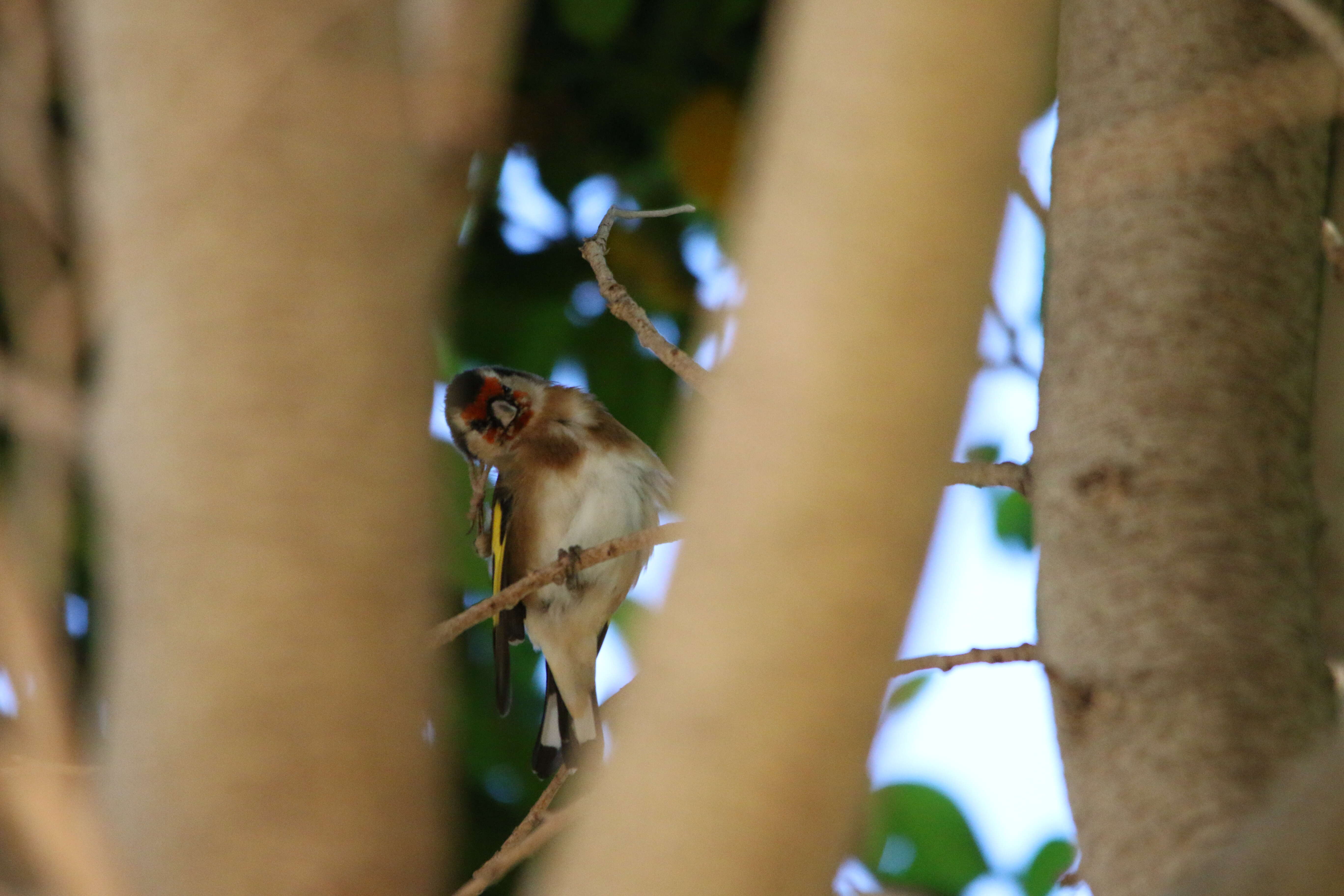 Imagem de Carduelis carduelis parva Tschusi 1901