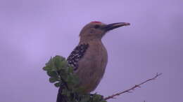 Слика од Melanerpes uropygialis (Baird & SF 1854)