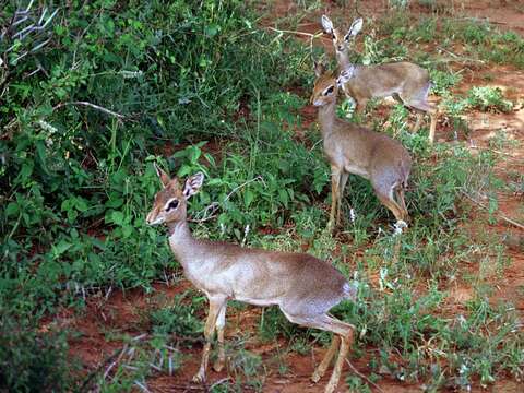 Image of Kirk's Dik-dik