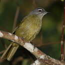 Image de Bulbul montagnard