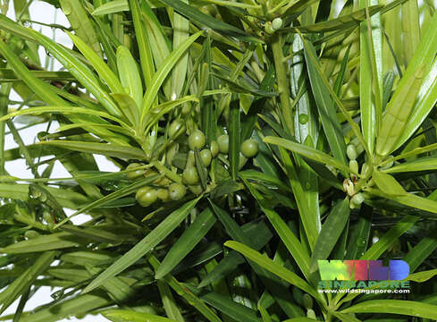 Podocarpus polystachyus R. Br. ex Endl. resmi