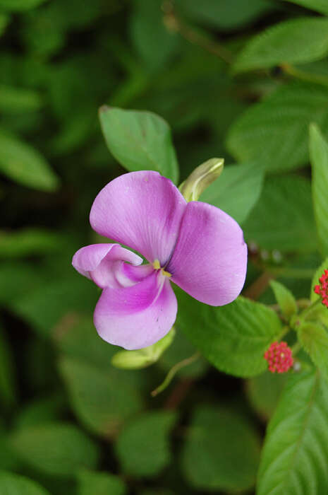 Image of cowpea