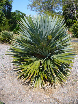 صورة Hemithrinax ekmaniana Burret