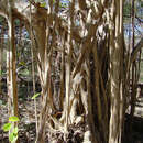Image of Ficus cotinifolia Kunth