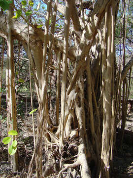 Image of Ficus cotinifolia Kunth