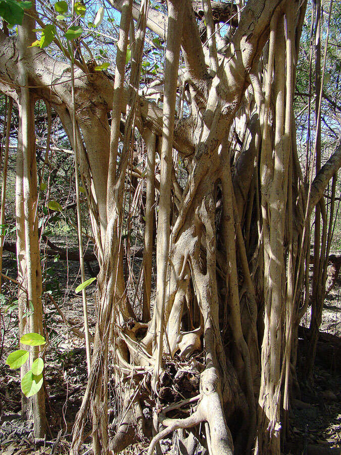 Image de Ficus cotinifolia Kunth