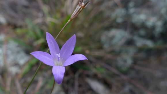 صورة Wahlenbergia luteola P. J. Sm.