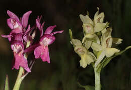 Image of Elder-flowered orchid