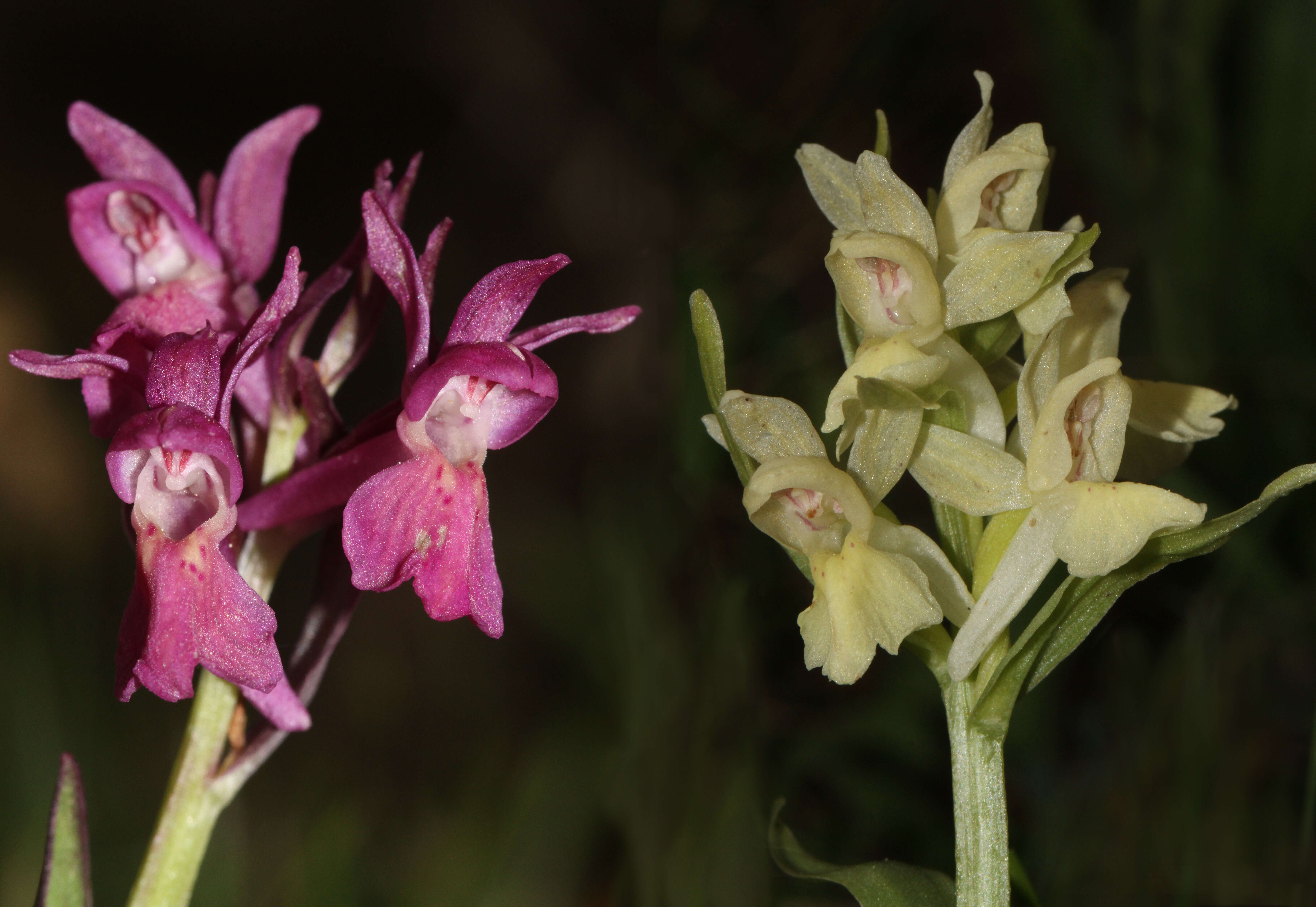 Image of Elder-flowered orchid