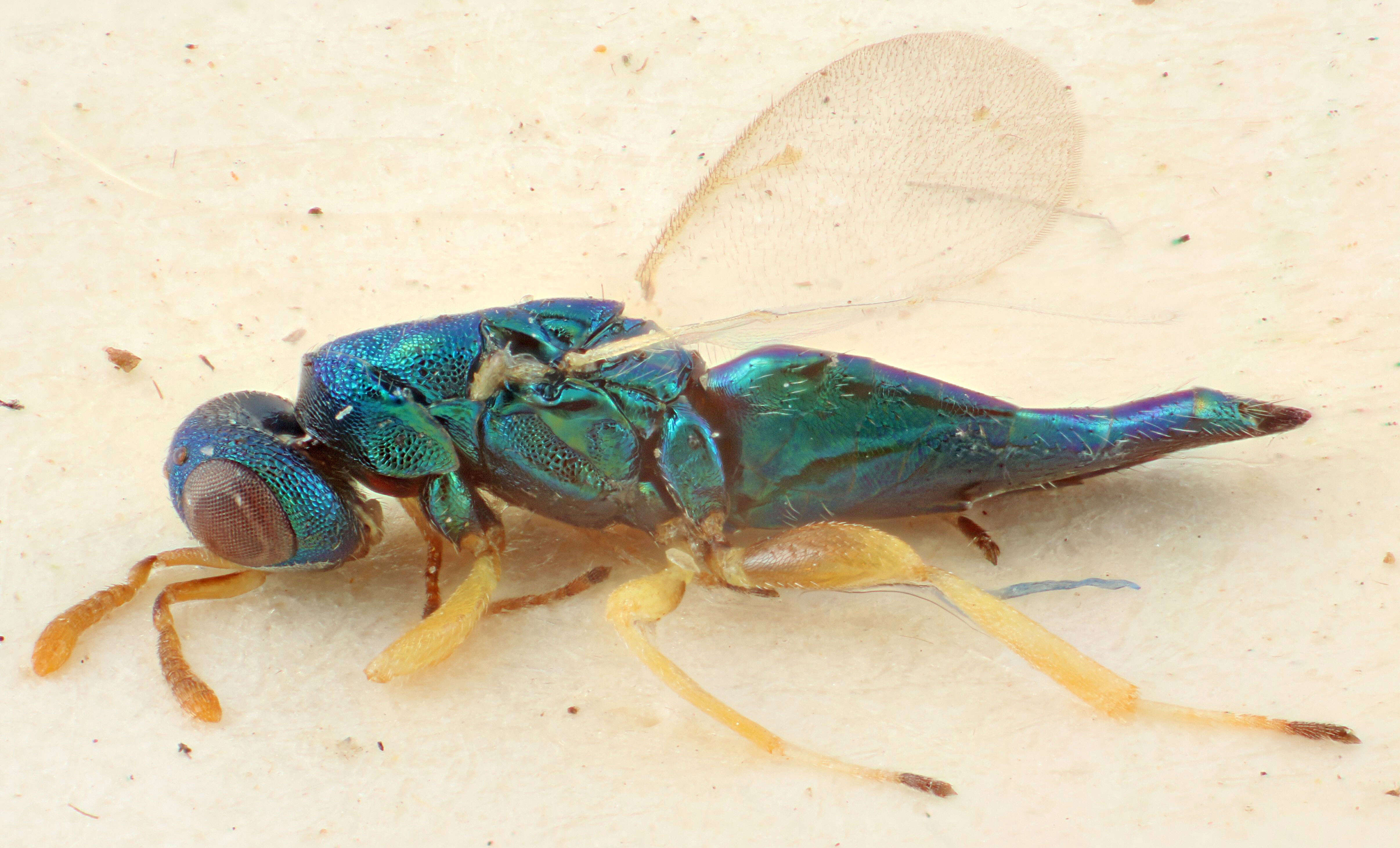 Imagem de Mesopolobus pseudolaticornis Rosen 1966