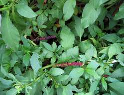 Image of pokeweed