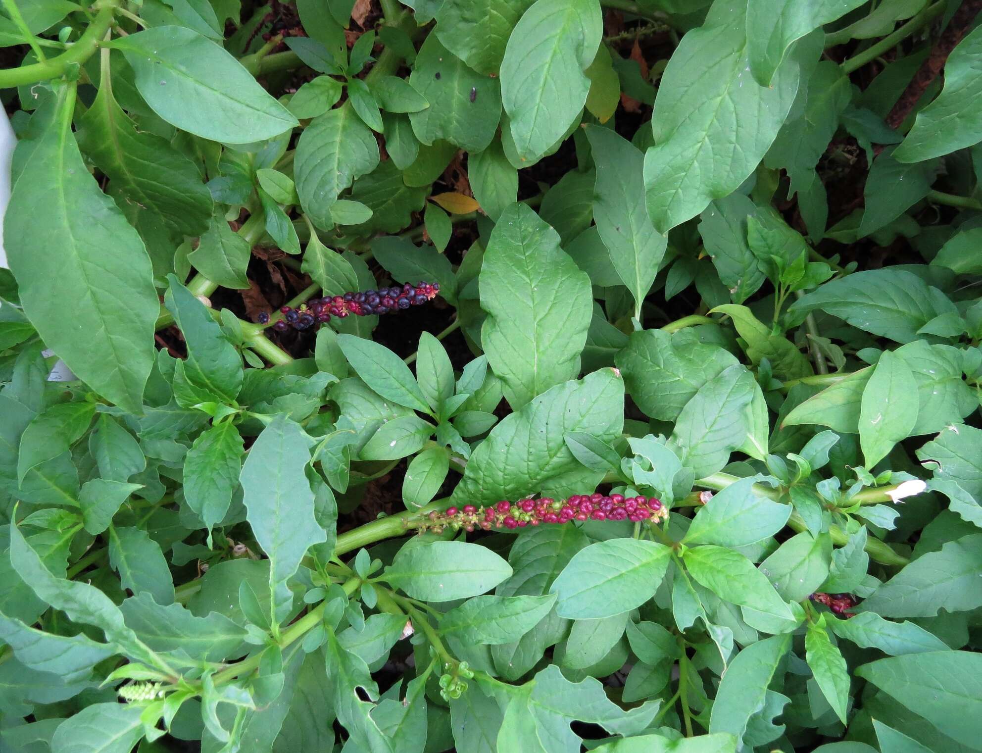 Image of pokeweed