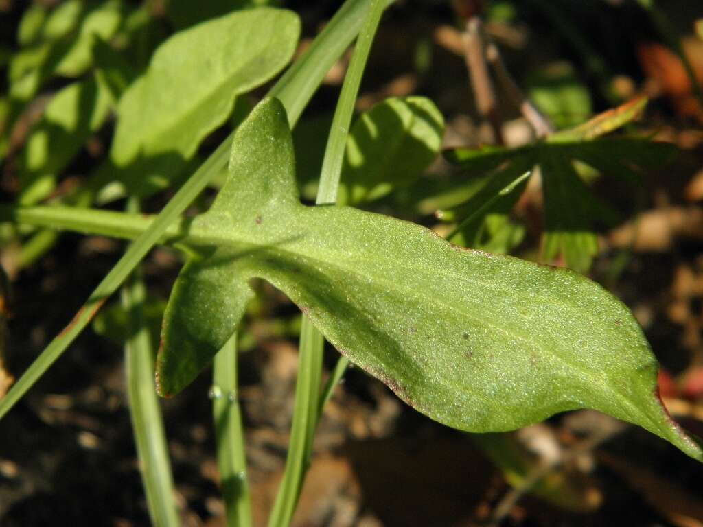 Imagem de Rumex hastatulus Baldw. apud Ell.