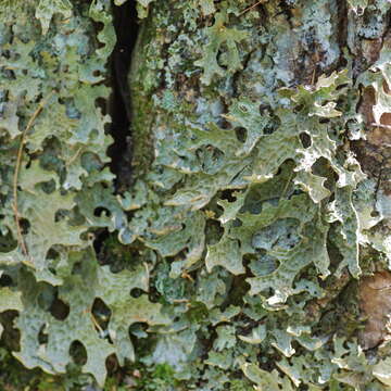 Image of Lungwort