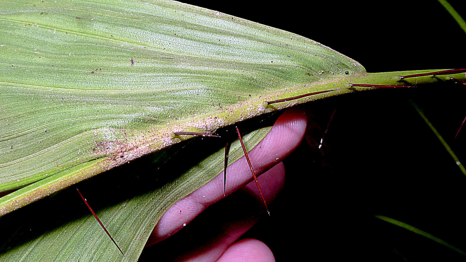 Image of Bactris bahiensis Noblick ex A. J. Hend.