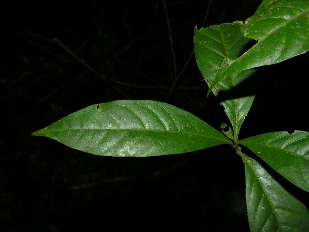 Image of Randia grandifolia (Donn. Sm.) Standl.