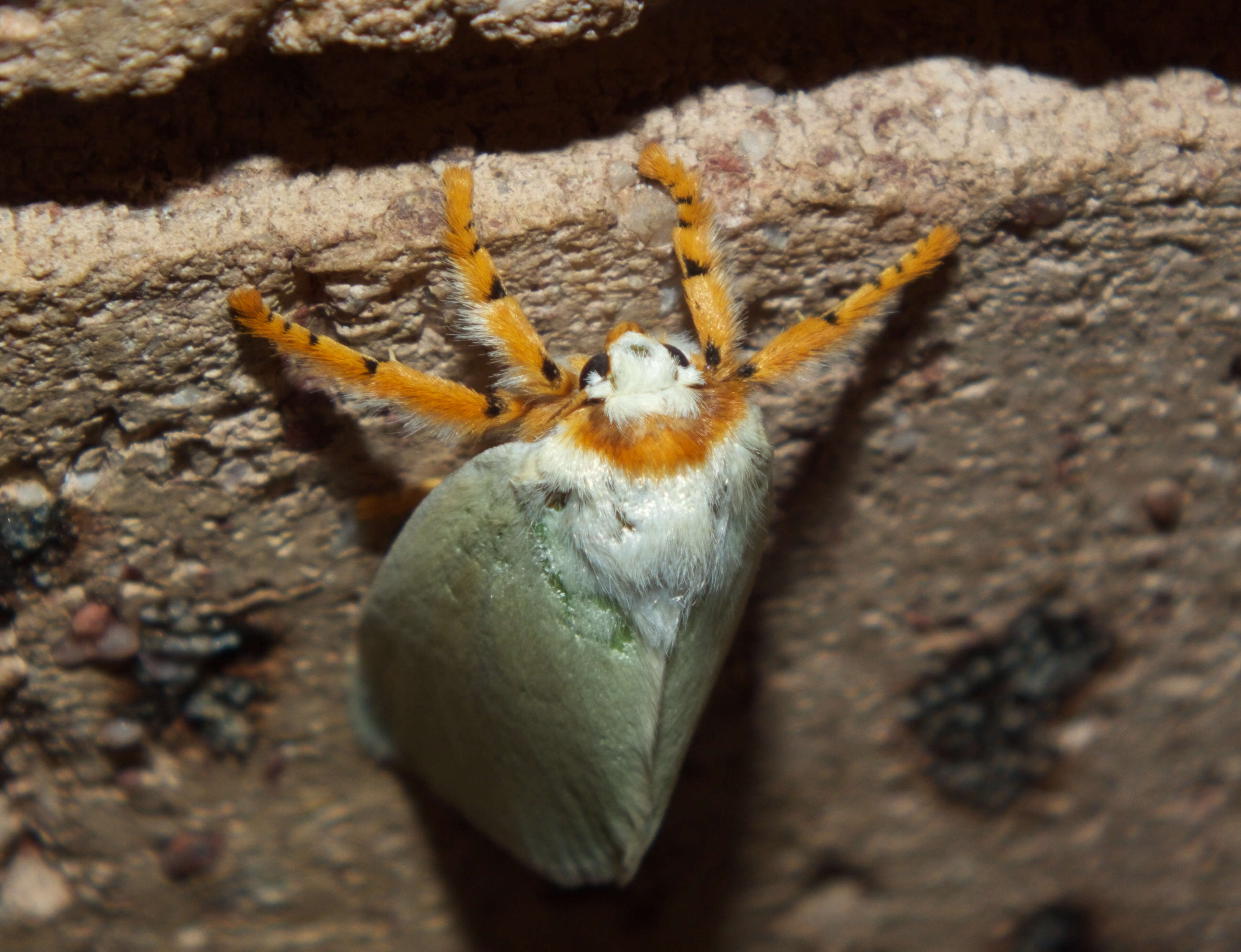 Image of slug caterpillar moths