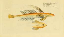 Image of Common Dragonet