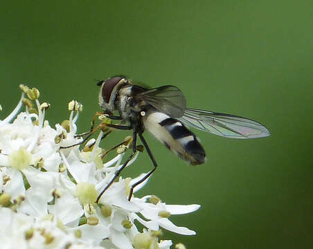 Image of Leucozona laternaria (Muller 1776)