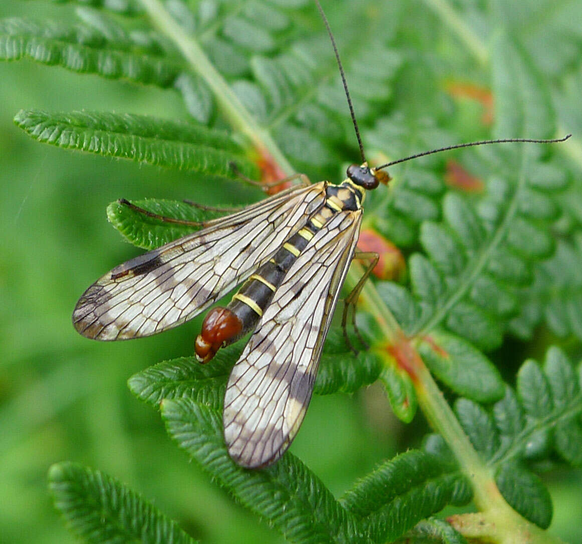 Image of scorpionflies