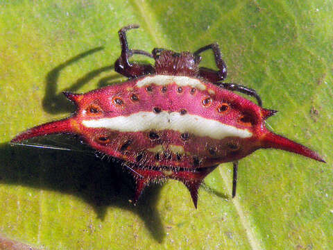 Image of Spiny orb-weaver