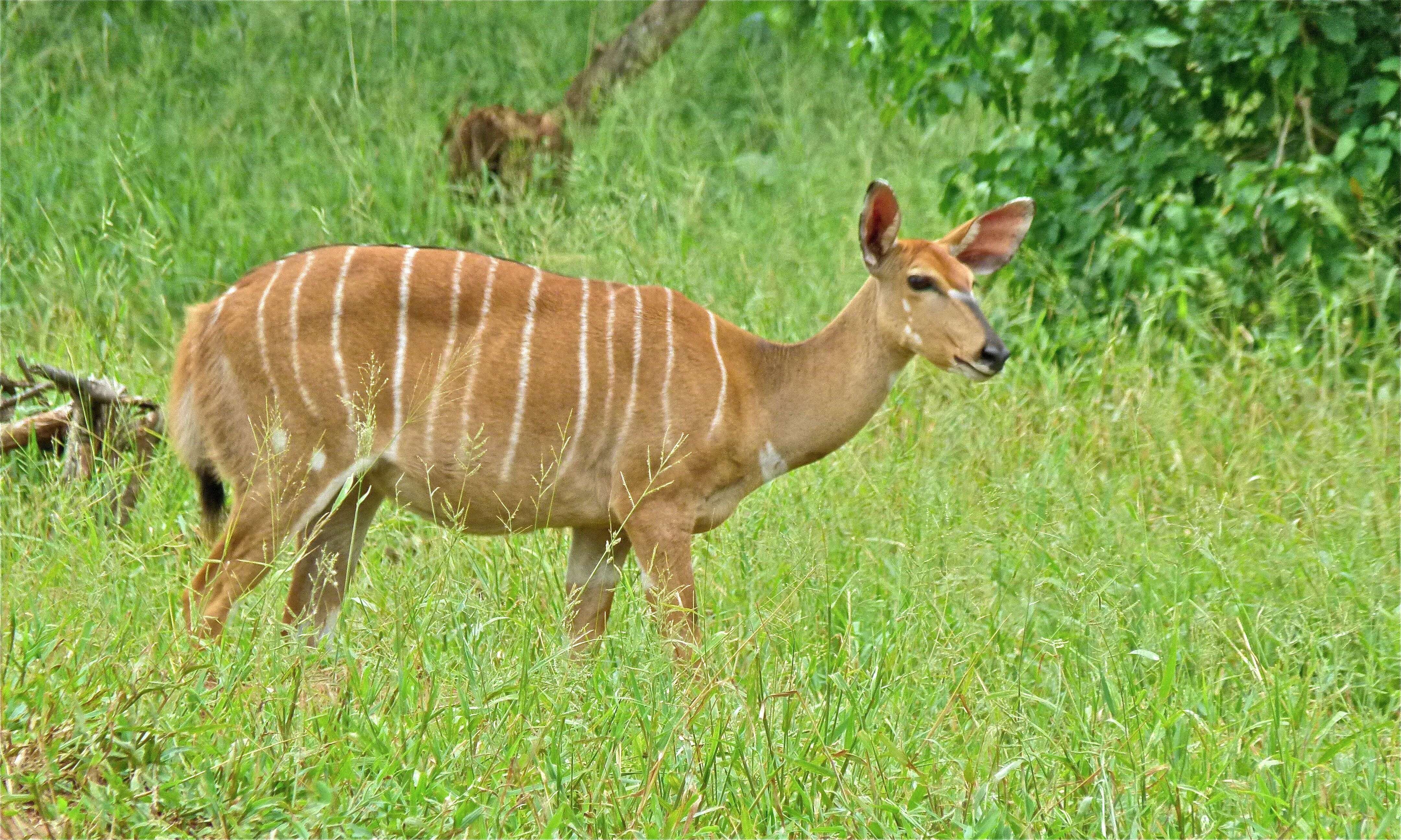 Image of Nyala