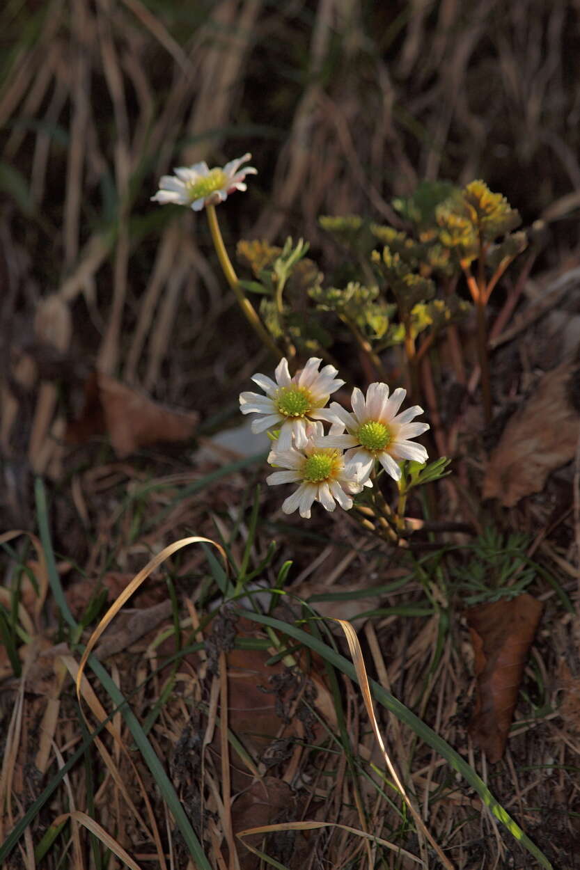 Image of Callianthemum