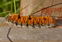 Image of Acronicta hesperida Smith 1897