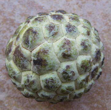 Imagem de Annona squamosa L.