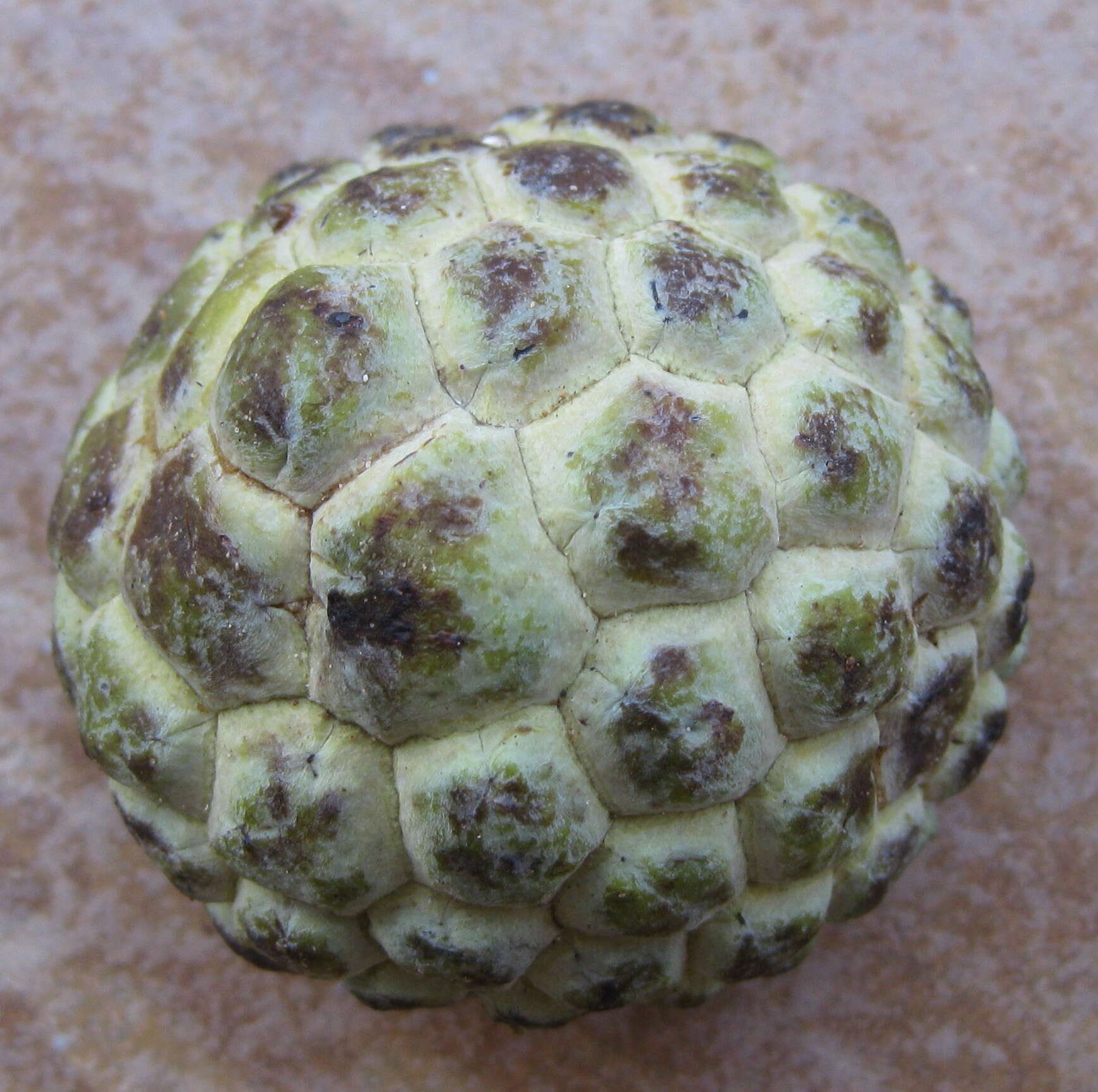 Image of Annona