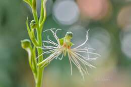 Image de Habenaria medusa Kraenzl.