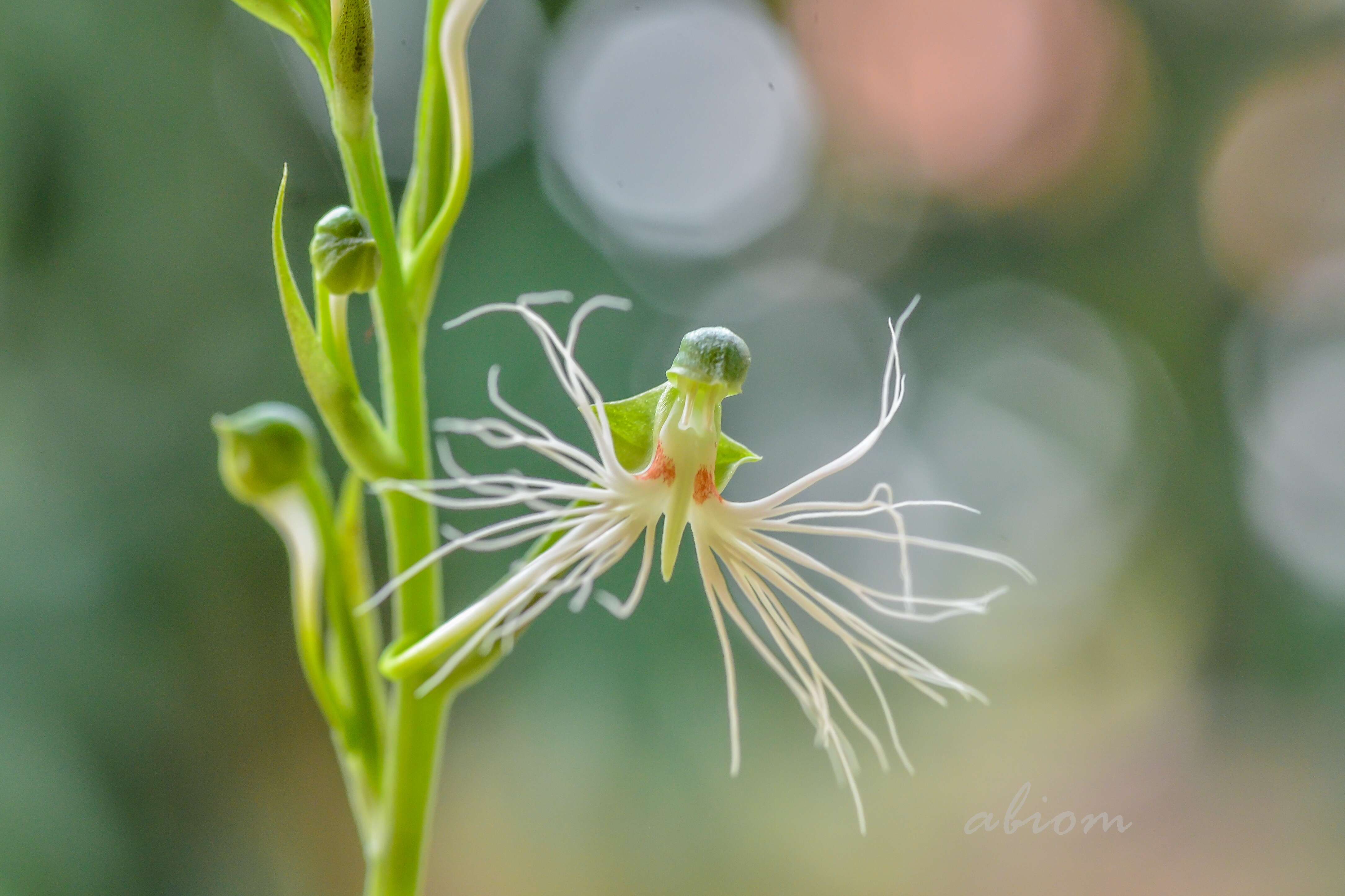 Image de Habenaria medusa Kraenzl.