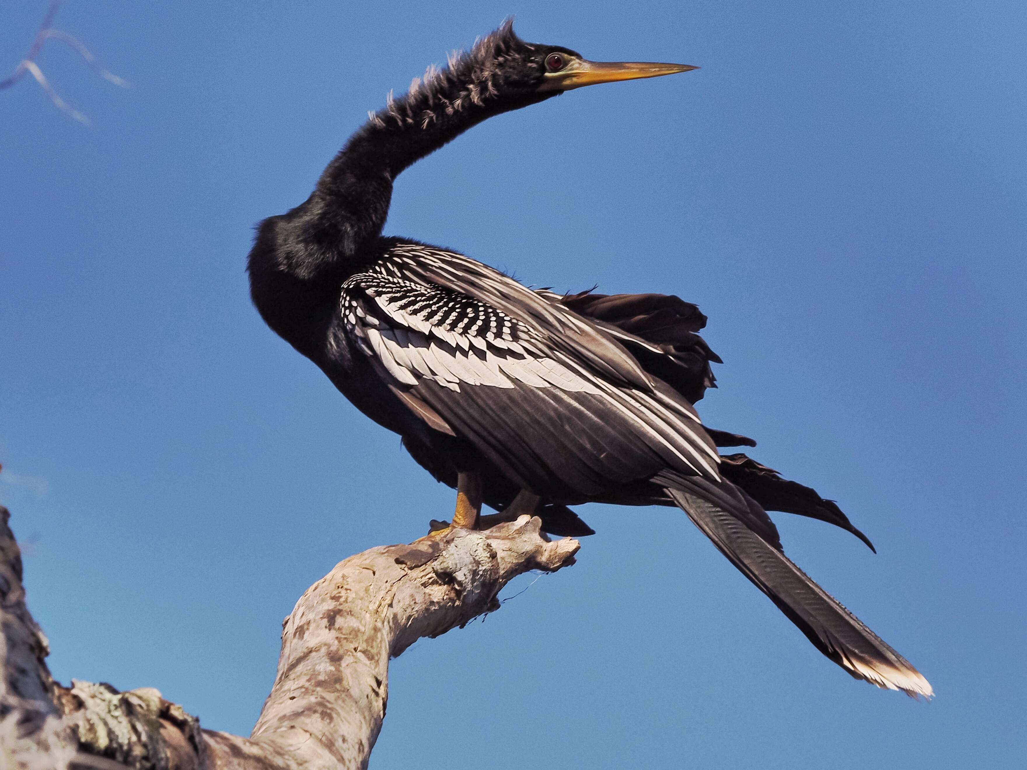 Image de Anhinga d'Amérique