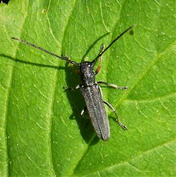 Image of Umbellifer Longhorn