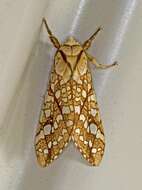 Слика од Lophocampa caryae Harris 1841