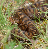 صورة Vipera aspis (Linnaeus 1758)