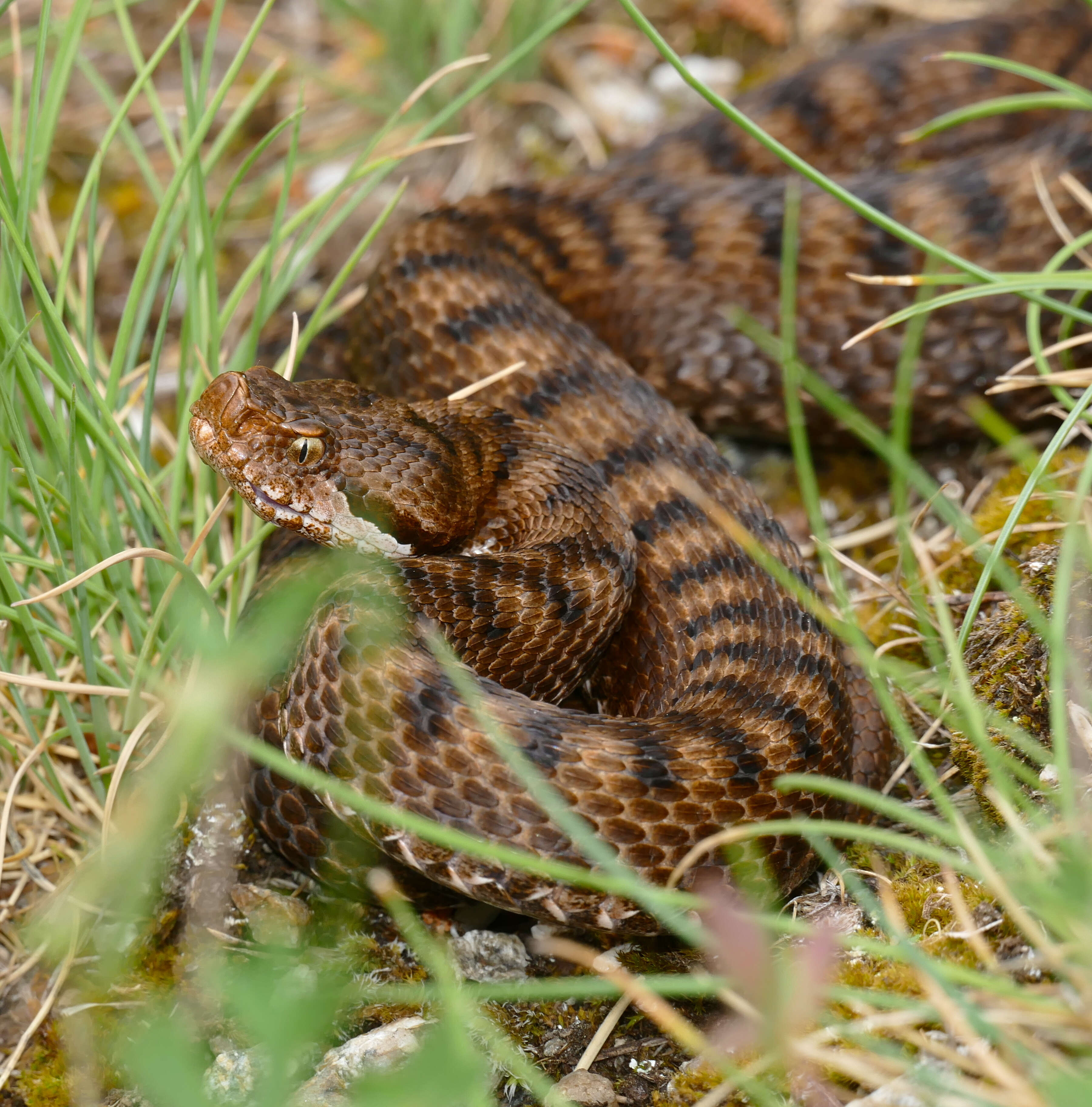 صورة Vipera aspis (Linnaeus 1758)