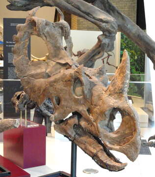 Image of Centrosaurus Lambe 1905