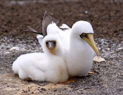 Image of Masked Booby