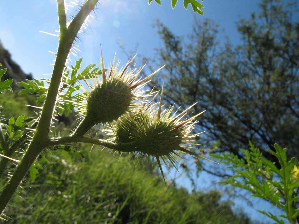 Image of buffalobur nightshade