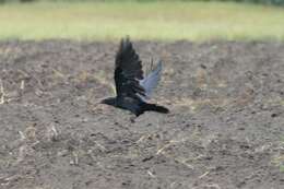 Image of Corvus Linnaeus 1758