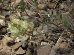 Imagem de Astragalus obscurus S. Wats.