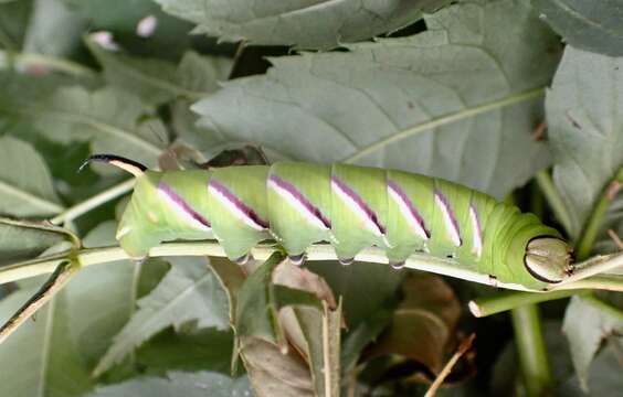 Image of privet hawk-moth